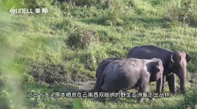 全球關(guān)注“一路象北” 景陽(yáng)熱成像助力野生動(dòng)物保護